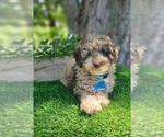 Small #1 Poodle (Toy)