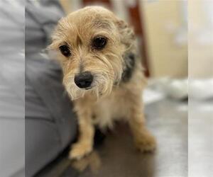 Mutt Dogs for adoption in Center Township, PA, USA