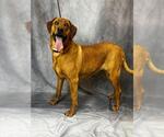 Small Rhodesian Ridgeback Mix