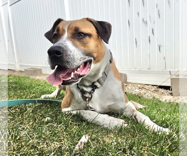 Medium Photo #3 Labrador Retriever-Retriever  Mix Puppy For Sale in Gilberts, IL, USA