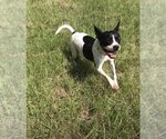 Small Photo #4 Boston Terrier Puppy For Sale in Jackson, MS, USA