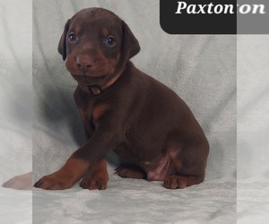 Doberman Pinscher Puppy for sale in POMEROY, OH, USA