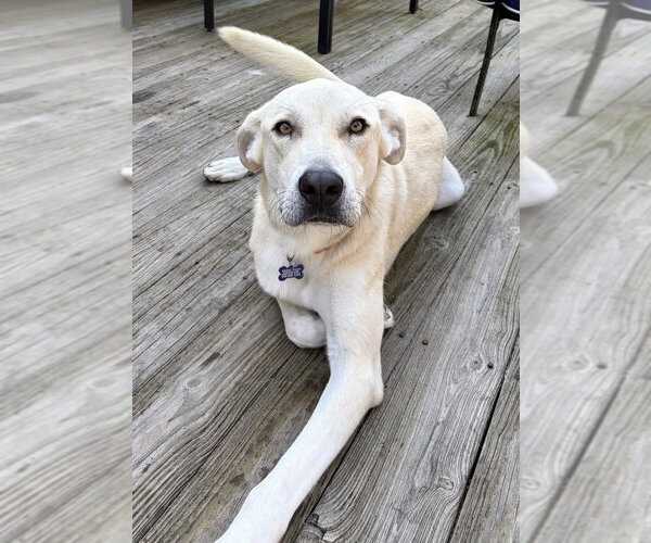 Medium Photo #8 Anatolian Pyrenees Puppy For Sale in Oak Bluffs, MA, USA
