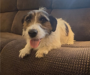 Mother of the Jack Russell Terrier puppies born on 03/28/2025