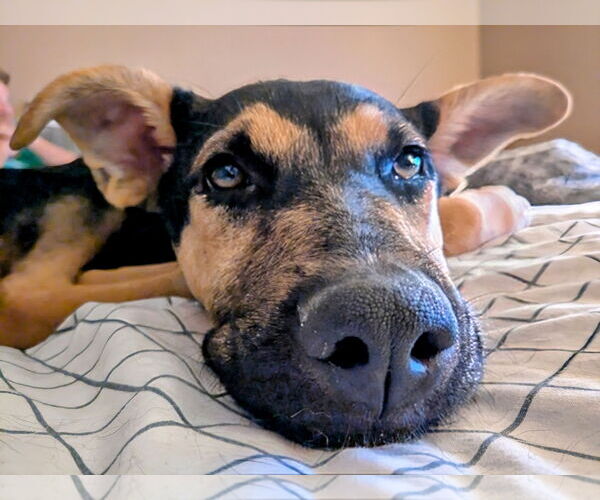 Medium Photo #4 German Shepherd Dog-Unknown Mix Puppy For Sale in Sandy, UT, USA