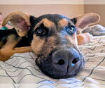Small #3 German Shepherd Dog Mix