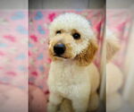 Small #2 Goldendoodle (Miniature)