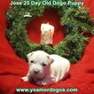 Small Photo #230 Dogo Argentino Puppy For Sale in JANE, MO, USA