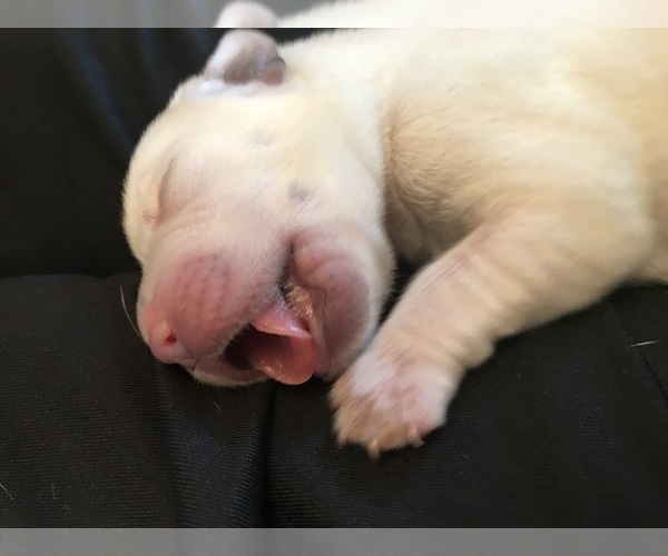 Medium Photo #5 Labrador Retriever Puppy For Sale in ESCONDIDO, CA, USA