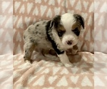 Small Photo #3 Miniature Australian Shepherd Puppy For Sale in LUBBOCK, TX, USA