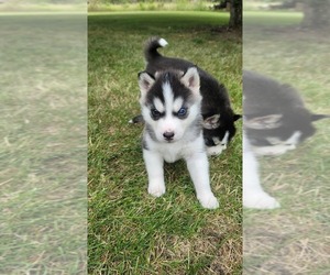 Siberian Husky Puppy for sale in LITTLE FALLS, MN, USA