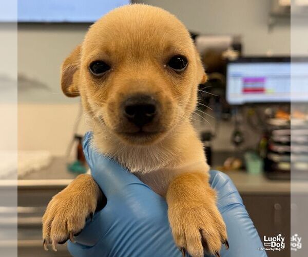 Medium Photo #3 Chihuahua-Unknown Mix Puppy For Sale in Washington, DC, USA