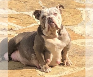 Mother of the Bulldog puppies born on 11/25/2019