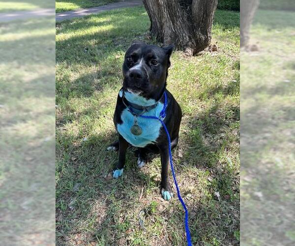 Medium Photo #1 American Pit Bull Terrier-Unknown Mix Puppy For Sale in Waco, TX, USA