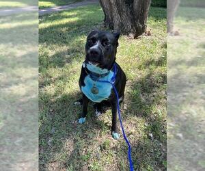American Pit Bull Terrier-Unknown Mix Dogs for adoption in Waco, TX, USA