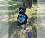 Small American Pit Bull Terrier Mix