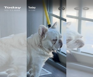 Father of the French Bulldog puppies born on 05/14/2025