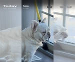 Small Photo #1 French Bulldog Puppy For Sale in HONEY BROOK, PA, USA