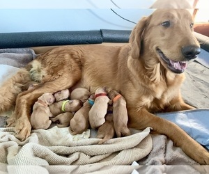 Mother of the Golden Retriever puppies born on 01/08/2024