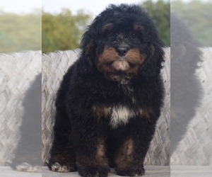 Bernedoodle Puppy for Sale in OMAHA, Nebraska USA