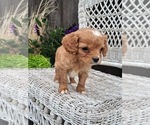 Small Photo #2 Cavapoo (Miniature) Puppy For Sale in STANLEY, WI, USA
