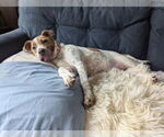 Small #1 American Pit Bull Terrier Mix