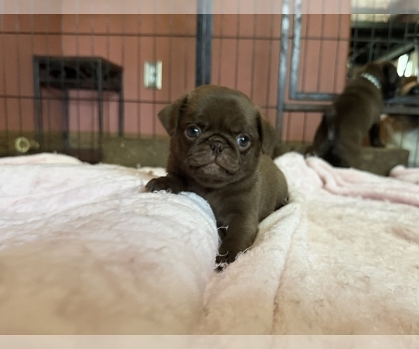 Medium Photo #8 Pug Puppy For Sale in BLOOMINGTON, IL, USA