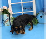 Small #16 Cavalier King Charles Spaniel