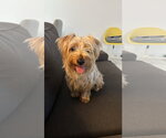 Small #1 Silky Terrier Mix