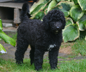 Goldendoodle Litter for sale in LANCASTER, PA, USA