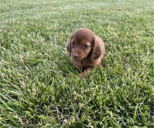 Dachshund Puppy for sale in CONCORDIA, MO, USA