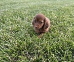 Image preview for Ad Listing. Nickname: Pup 1