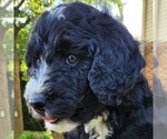 Image preview for Ad Listing. Nickname: Trixie