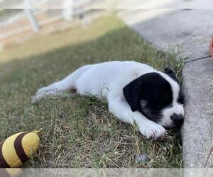 Mutt Dogs for adoption in San Antonio, TX, USA