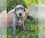Small #1 Great Dane