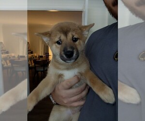 Shiba Inu Puppy for sale in LOS ANGELES, CA, USA