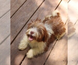 Havanese Puppy for sale in THAYER, KS, USA