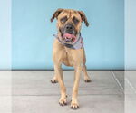 Small Mastiff