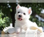 Small Photo #1 West Highland White Terrier Puppy For Sale in SYRACUSE, IN, USA