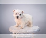 Small Photo #4 West Highland White Terrier Puppy For Sale in PLEASANTON, KS, USA