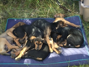Treeing Walker Coonhound Puppy for sale in POCATELLO, ID, USA