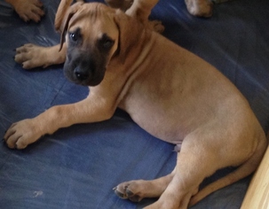 Great Dane Puppy for sale in ENID, OK, USA