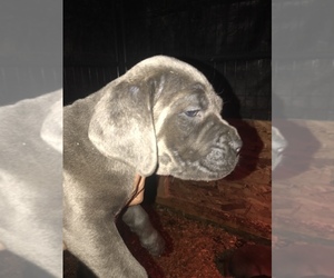 Cane Corso Puppy for sale in CORCORAN, CA, USA