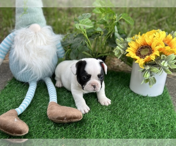 Medium Photo #3 French Bulldog Puppy For Sale in ELK GROVE, CA, USA
