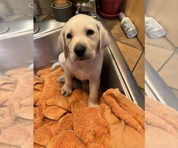 Medium Photo #5 Labrador Retriever Puppy For Sale in LAKE ALFRED, FL, USA