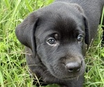 Small Photo #14 Labrador Retriever Puppy For Sale in SPOTSYLVANIA, VA, USA