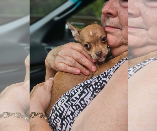 Medium Photo #2 Chihuahua-Unknown Mix Puppy For Sale in Wakefield, RI, USA