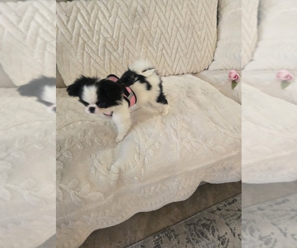 Medium Photo #4 Japanese Chin Puppy For Sale in VIERA, FL, USA