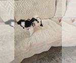 Small #3 Japanese Chin