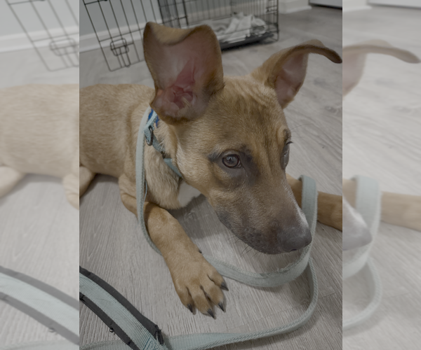 Medium Photo #2 Mutt Puppy For Sale in Springdale, PA, USA